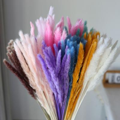 Dried small reed small Pampa grass