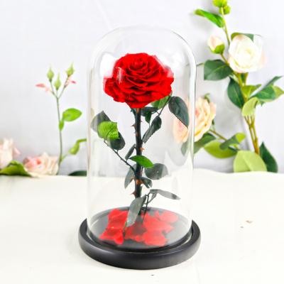 17*32cm Large Everlasting Rose In Glass Dome